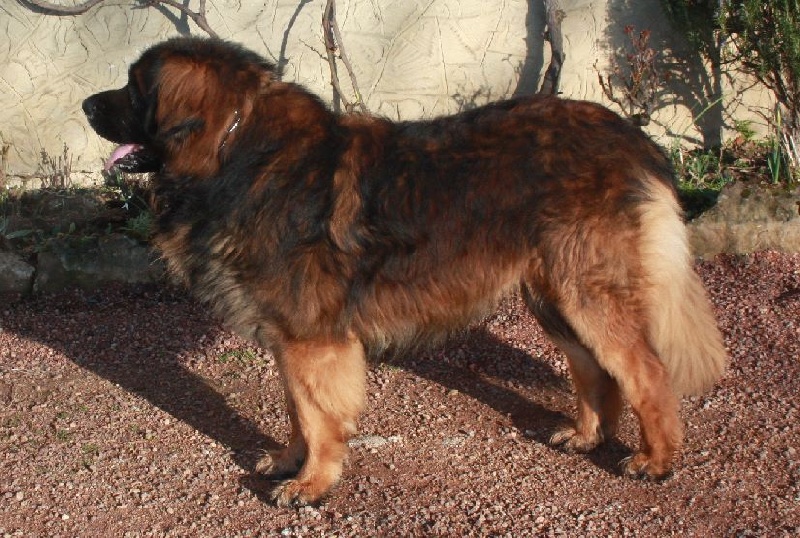 Goliath du chemin de dolimon