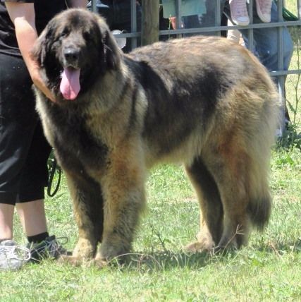 TR. CH. Idole wady du chemin de dolimon