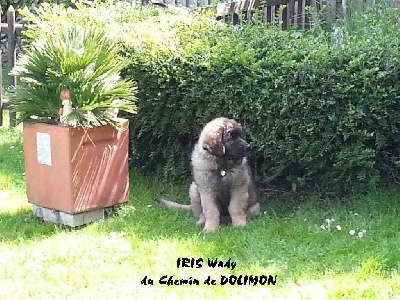 du chemin de dolimon - IRIS WADY , la Suissesse.