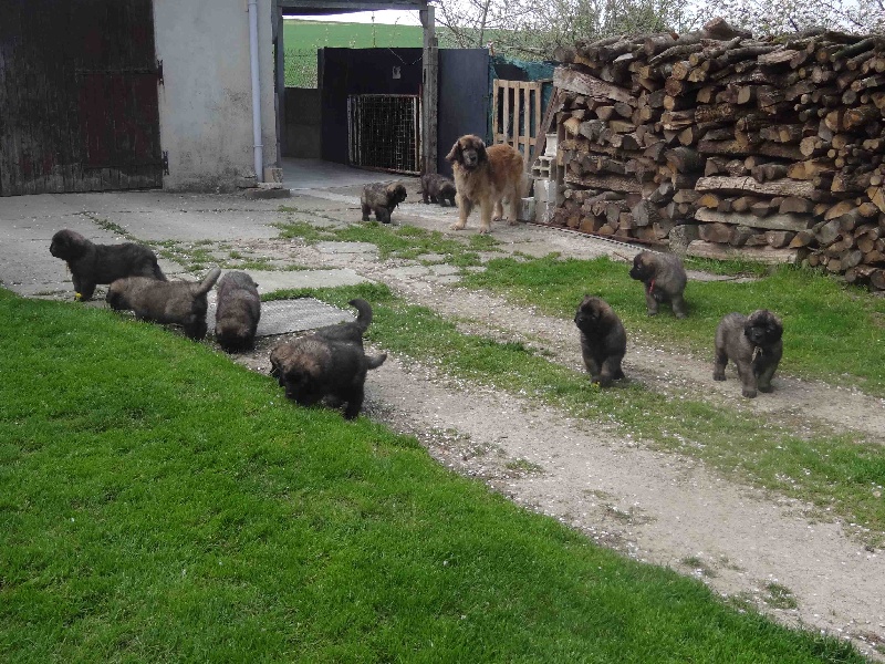 du chemin de dolimon - Leonberger - Portée née le 17/03/2013