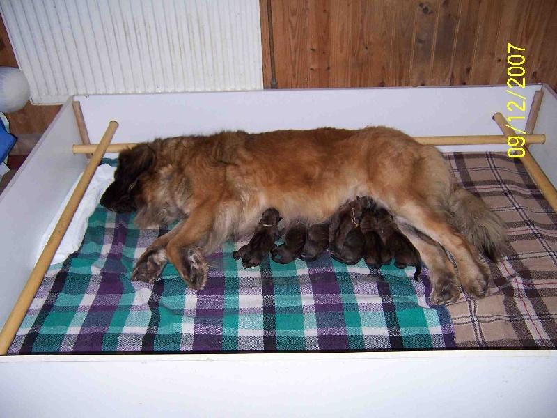 du chemin de dolimon - Leonberger - Portée née le 08/12/2007
