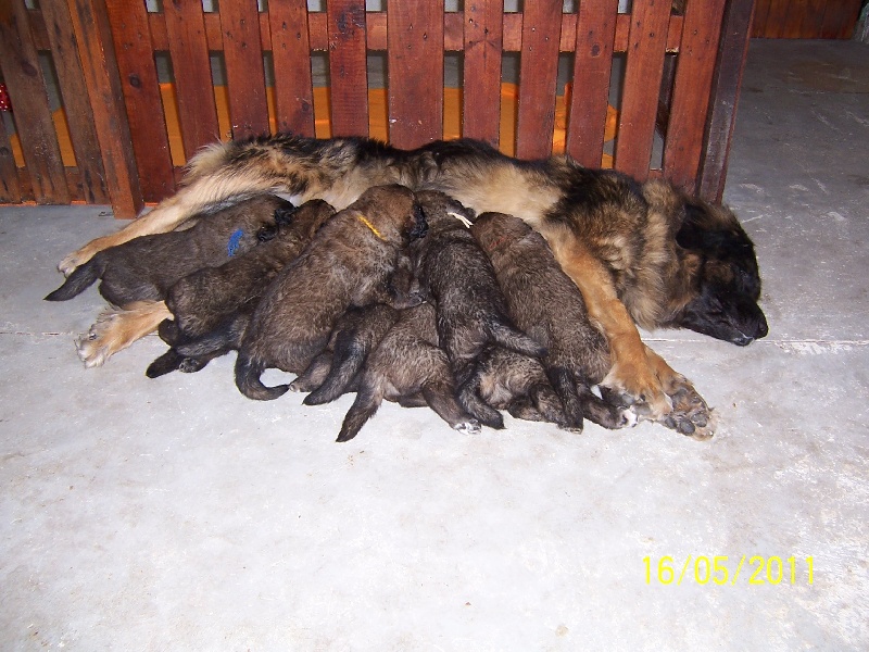 du chemin de dolimon - Leonberger - Portée née le 16/04/2011