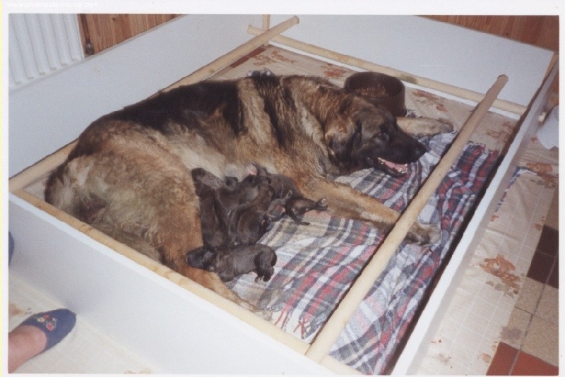 du chemin de dolimon - Leonberger - Portée née le 16/08/1997