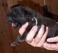 CHIOT collier BLEU