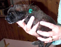 CHIOT  collier VERT