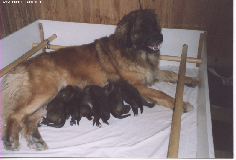 du chemin de dolimon - Leonberger - Portée née le 13/09/2003