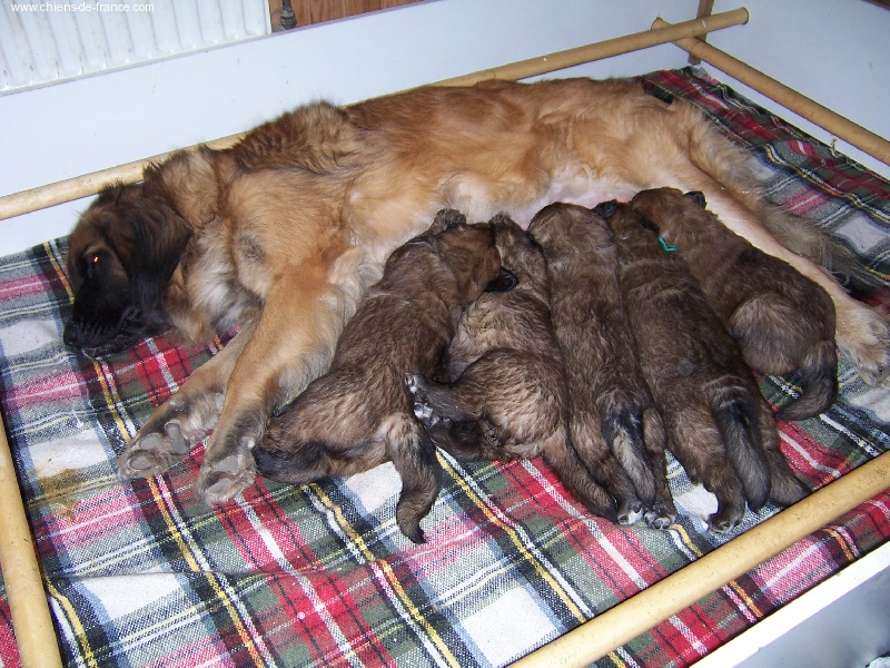 du chemin de dolimon - Leonberger - Portée née le 17/11/2005
