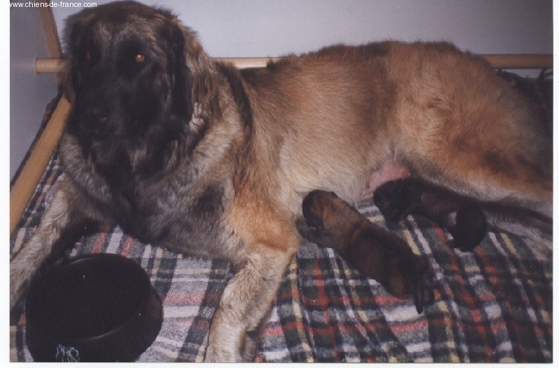 du chemin de dolimon - Leonberger - Portée née le 27/09/1999