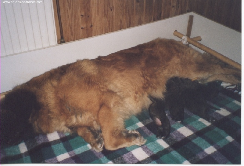 du chemin de dolimon - Leonberger - Portée née le 23/05/2004